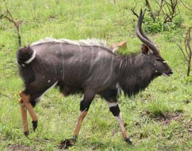 Dico guide spécial safaris - informations et noms français et anglais des principaux animaux que vous rencontrerez lors de votre safari en Afrique - Absolu Voyages