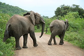 Voyages et safaris en Afrique du Sud - Ecotourisme, autotours &agrave; la carte, lodges de luxe, voyages d'aventure accompagn&eacute;s, safaris &agrave; pied, tourisme &eacute;quitable, durable et responsable, toute l'Afrique du Sud, du Cap au Parc Kruger en passant par le pays Zoulou - Absolu Voyages