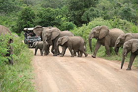 Circuit-aventure de 3 semaines hors des sentiers battus en Afrique du Sud, du Parc Kruger au Cap &agrave; un prix imbattable, avec h&eacute;bergement en auberges et r&eacute;serves priv&eacute;es - Absolu Voyages
