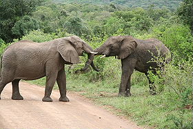 Circuit-aventure de 3 semaines hors des sentiers battus en Afrique du Sud, du Parc Kruger au Cap &agrave; un prix imbattable, avec h&eacute;bergement en auberges et r&eacute;serves priv&eacute;es - Absolu Voyages