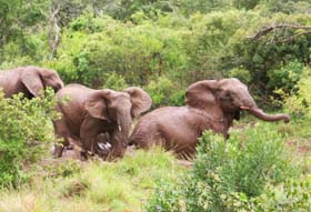 Circuit-aventure de 3 semaines hors des sentiers battus en Afrique du Sud, du Parc Kruger au Cap &agrave; un prix imbattable, avec h&eacute;bergement en auberges et r&eacute;serves priv&eacute;es - Absolu Voyages
