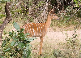 Circuit-aventure de 3 semaines hors des sentiers battus en Afrique du Sud, du Parc Kruger au Cap &agrave; un prix imbattable, avec h&eacute;bergement en auberges et r&eacute;serves priv&eacute;es - Absolu Voyages