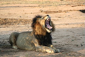 Informations pratiques sur les voyages et safaris en Afrique du Sud - Formalit&eacute;s, vaccins, sant&eacute;, climat, carte, principaux sites touristiques, d&eacute;calage horaire, prises &eacute;lectriques, t&eacute;l&eacute;phone, langues parl&eacute;es, shopping, monnaie, pourboires... - Absolu Voyages