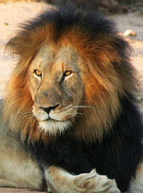 Dico guide spécial safaris - informations et noms français et anglais des principaux animaux que vous rencontrerez lors de votre safari en Afrique - Absolu Voyages
