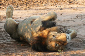 Circuit-aventure de 3 semaines hors des sentiers battus en Afrique du Sud, du Parc Kruger au Cap &agrave; un prix imbattable, avec h&eacute;bergement en auberges et r&eacute;serves priv&eacute;es - Absolu Voyages