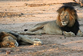 Circuit-aventure de 3 semaines hors des sentiers battus en Afrique du Sud, du Parc Kruger au Cap &agrave; un prix imbattable, avec h&eacute;bergement en auberges et r&eacute;serves priv&eacute;es - Absolu Voyages
