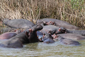 Voyage d'aventure safari en Ouganda - Aux sources du Nil et safaris &agrave; la recherche des derniers gorilles des montagnes et des chimpanz&eacute;s - Absolu Voyages