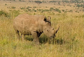 Circuit-aventure de 3 semaines hors des sentiers battus en Afrique du Sud, du Parc Kruger au Cap &agrave; un prix imbattable, avec h&eacute;bergement en auberges et r&eacute;serves priv&eacute;es - Absolu Voyages