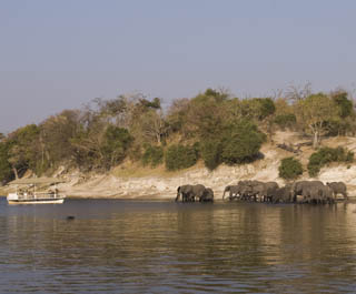 Botswana / Chobe - Safari camping en tentes mobiles de luxe dans la r&eacute;serve de Chobe, c&eacute;l&egrave;bre pour ses troupeaux d'&eacute;l&eacute;phants et de buffles - L'intensit&eacute; du safari traditionnel d'Out of Africa - (Chobe under canvas - 
Afrique Australe) - Absolu Voyages
