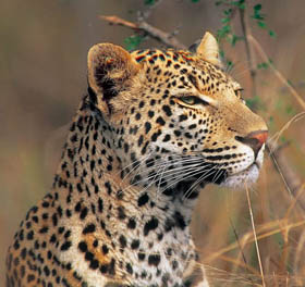 Circuit-aventure-safari de 2 semaines hors des sentiers battus au Botswana, du Delta de l'Okavango aux chutes Victoria en passant par le Kalahari, Moremi, Savuti et Chobe, &agrave; un prix imbattable, avec h&eacute;bergement en bivouac (camping sous tentes) et en auberges - Absolu Voyages