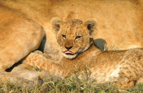 Safaris &agrave; la carte au Botswana - Delta de l'Okavango, Moremi, Chobe, Kwando, Impalila, Linyanti, Kalahari, Nxai Pan, Deception Valley - Lodges et camps exclusifs, safaris en 4x4 (game drives), en mokoro, en bateau, safari de nuit et safari &agrave; pied - Absolu Voyages