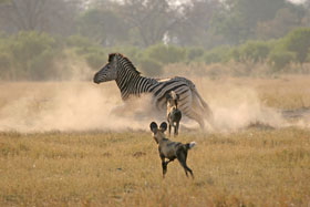 Dico guide spécial safaris - informations et noms français et anglais des principaux animaux que vous rencontrerez lors de votre safari en Afrique - Absolu Voyages