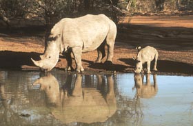 Dico guide spécial safaris - informations et noms français et anglais des principaux animaux que vous rencontrerez lors de votre safari en Afrique - Absolu Voyages