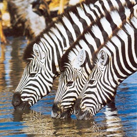 Absolu Voyages - Informations pratiques sur les voyages et les safaris au Botswana et dans le delta de l'Okavango - réserves de Moremi, Chobe, Savuti (Savute), Linyanti, Kwando, Kalahari... - Prises électriques, monnaie, pourboire, marchandage, migrations entre les réserves...