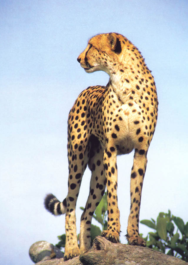 Circuit-aventure-safari de 2 semaines hors des sentiers battus au Botswana, du Delta de l'Okavango aux chutes Victoria en passant par le Kalahari, Moremi, Savuti et Chobe, &agrave; un prix imbattable, avec h&eacute;bergement en bivouac (camping sous tentes) et en auberges - Absolu Voyages