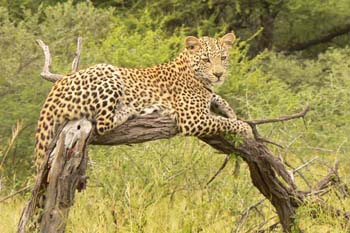 Safaris &agrave; la carte au Botswana - Delta de l'Okavango, Moremi, Chobe, Kwando, Impalila, Linyanti, Kalahari, Nxai Pan, Deception Valley - Lodges et camps exclusifs, safaris en 4x4 (game drives), en mokoro, en bateau, safari de nuit et safari &agrave; pied - Absolu Voyages