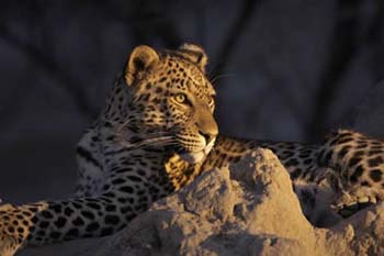 Safaris &agrave; la carte au Botswana - Delta de l'Okavango, Moremi, Chobe, Kwando, Impalila, Linyanti, Kalahari, Nxai Pan, Deception Valley - Lodges et camps exclusifs, safaris en 4x4 (game drives), en mokoro, en bateau, safari de nuit et safari &agrave; pied - Absolu Voyages