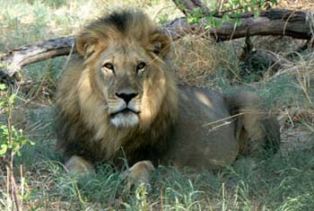 Safaris &agrave; la carte au Botswana - Delta de l'Okavango, Moremi, Chobe, Kwando, Impalila, Linyanti, Kalahari, Nxai Pan, Deception Valley - Lodges et camps exclusifs, safaris en 4x4 (game drives), en mokoro, en bateau, safari de nuit et safari &agrave; pied - Absolu Voyages