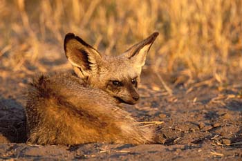 Safaris &agrave; la carte au Botswana - Delta de l'Okavango, Moremi, Chobe, Kwando, Impalila, Linyanti, Kalahari, Nxai Pan, Deception Valley - Lodges et camps exclusifs, safaris en 4x4 (game drives), en mokoro, en bateau, safari de nuit et safari &agrave; pied - Absolu Voyages