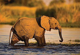 Safaris &agrave; la carte au Botswana - Delta de l'Okavango, Moremi, Chobe, Kwando, Impalila, Linyanti, Kalahari, Nxai Pan, Deception Valley - Lodges et camps exclusifs, safaris en 4x4 (game drives), en mokoro, en bateau, safari de nuit et safari &agrave; pied - Absolu Voyages