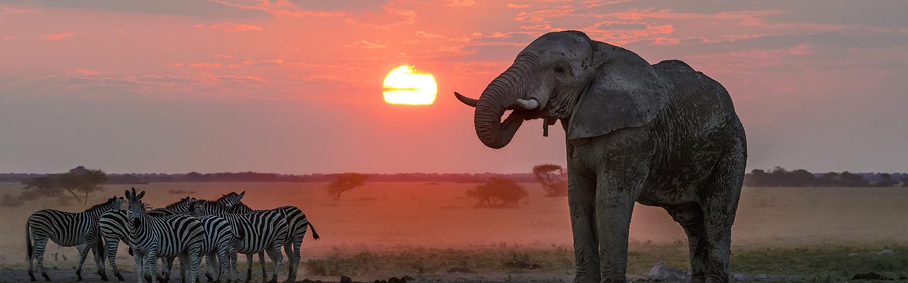 Safari authentique et insolite avec le spécialiste de l'Afrique - Absolu Voyages