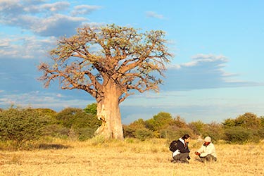 Botswana - Safari au Nxai Pan Camp dans le parc national de Nxai Pan, au coeur du désert du Kalahari au Botswana, découverte de la culture San / Bushmen et des Baine's Baobabs (Afrique Australe) - Absolu Voyages