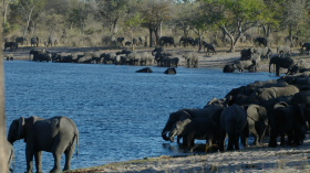 Safaris &agrave; la carte au Botswana - Delta de l'Okavango, Moremi, Chobe, Kwando, Impalila, Linyanti, Kalahari, Nxai Pan, Deception Valley - Lodges et camps exclusifs, safaris en 4x4 (game drives), en mokoro, en bateau, safari de nuit et safari &agrave; pied - Absolu Voyages