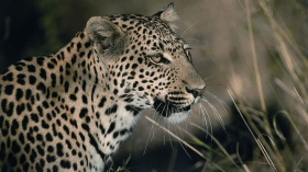 Safaris &agrave; la carte au Botswana - Delta de l'Okavango, Moremi, Chobe, Kwando, Impalila, Linyanti, Kalahari, Nxai Pan, Deception Valley - Lodges et camps exclusifs, safaris en 4x4 (game drives), en mokoro, en bateau, safari de nuit et safari &agrave; pied - Absolu Voyages