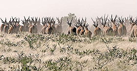 Safaris &agrave; la carte au Botswana - Delta de l'Okavango, Moremi, Chobe, Kwando, Impalila, Linyanti, Kalahari, Nxai Pan, Deception Valley - Lodges et camps exclusifs, safaris en 4x4 (game drives), en mokoro, en bateau, safari de nuit et safari &agrave; pied - Absolu Voyages