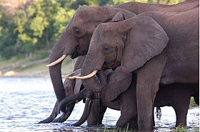 Safaris &agrave; la carte au Botswana - Delta de l'Okavango, Moremi, Chobe, Kwando, Impalila, Linyanti, Kalahari, Nxai Pan, Deception Valley - Lodges et camps exclusifs, safaris en 4x4 (game drives), en mokoro, en bateau, safari de nuit et safari &agrave; pied - Absolu Voyages