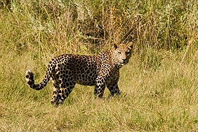 Safaris &agrave; la carte au Botswana - Delta de l'Okavango, Moremi, Chobe, Kwando, Impalila, Linyanti, Kalahari, Nxai Pan, Deception Valley - Lodges et camps exclusifs, safaris en 4x4 (game drives), en mokoro, en bateau, safari de nuit et safari &agrave; pied - Absolu Voyages
