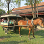 Voyage séjour découverte du sud de l'inde avec séjour à Goa - Absolu Voyages