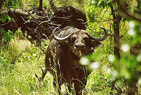Voyage d'aventure safari et plages en Afrique du Sud et au Mozambique - Safaris dans le Parc Kruger, dans la r&eacute;serve de Balule, dans le Transfrontier Peace Park, dans les r&eacute;serve de Zinave et Banhine ainsi que dans la r&eacute;serve d'&eacute;l&eacute;phants de Maputo - Absolu Voyages