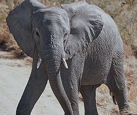 Voyage d'aventure safari et plages en Afrique du Sud et au Mozambique - Safaris dans le Parc Kruger, dans la r&eacute;serve de Balule, dans le Transfrontier Peace Park, dans les r&eacute;serve de Zinave et Banhine ainsi que dans la r&eacute;serve d'&eacute;l&eacute;phants de Maputo - Absolu Voyages