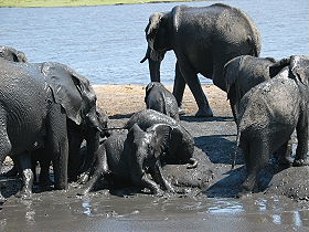 Exp&eacute;dition en Afrique - Tour de l'Afrique Australe - Afrique du Sud, Botswana, Chutes Victoria, Zambie, safari en cano&eacute; sur le Zamb&egrave;ze, Malawi, Mozambique, Parc Kruger - voyage safari d'aventure en camping sous tente et en camion 4x4 - Absolu Voyages