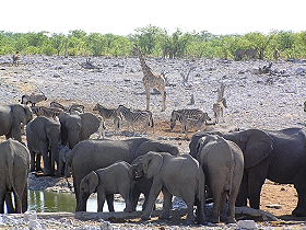 Circuit-aventure de 2 semaines hors des sentiers battus en Namibie, du D&eacute;sert du Namib au Parc d'Etosha en passant par les dunes de Sossusvlei, Swakopmund, le pays Himba, le Damaraland et le Kaokoland, &agrave; un prix imbattable, avec h&eacute;bergement en bivouac et en auberges - Absolu Voyages