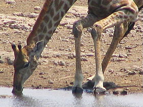 Exp&eacute;dition en Afrique - Aventure Sauvage en Afrique Australe - Afrique du Sud, Namibie, Botswana, Chutes Victoria, Zimbabwe, safari en cano&eacute; sur l'Orange River et ascension des dunes de Sossusvlei - Safaris dans les r&eacute;serves d'Etosha, Chobe, Delta de l'Okavango, Hwange - voyage safari d'aventure en camping sous tente et en camion 4x4 - Absolu Voyages