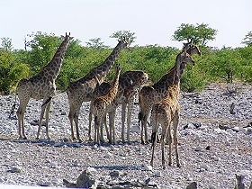 Exp&eacute;dition en Afrique - Aventure Sauvage en Afrique Australe - Afrique du Sud, Namibie, Botswana, Chutes Victoria, Zimbabwe, safari en cano&eacute; sur l'Orange River et ascension des dunes de Sossusvlei - Safaris dans les r&eacute;serves d'Etosha, Chobe, Delta de l'Okavango, Hwange - voyage safari d'aventure en camping sous tente et en camion 4x4 - Absolu Voyages