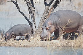 Exp&eacute;dition transafricaine, voyage - safari d'aventure de Johannesbourg &agrave; Nairobi, &agrave; travers l'Afrique du Sud, le Zimbabwe (ou le Botswana), les Chutes Victoria, la Zambie, safari en cano&eacute; sur le Zamb&egrave;ze, le Malawi, la Tanzanie, Zanzibar et le Kenya - Absolu Voyages
