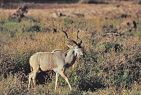 Voyage d'aventure safari et plages en Afrique du Sud et au Mozambique - Safaris dans le Parc Kruger, dans la r&eacute;serve de Balule, dans le Transfrontier Peace Park, dans les r&eacute;serve de Zinave et Banhine ainsi que dans la r&eacute;serve d'&eacute;l&eacute;phants de Maputo - Absolu Voyages