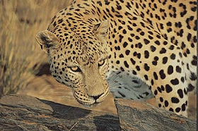 Exp&eacute;dition transafricaine, voyage - safari d'aventure de Johannesbourg &agrave; Nairobi, &agrave; travers l'Afrique du Sud, le Zimbabwe (ou le Botswana), les Chutes Victoria, la Zambie, safari en cano&eacute; sur le Zamb&egrave;ze, le Malawi, la Tanzanie, Zanzibar et le Kenya - Absolu Voyages