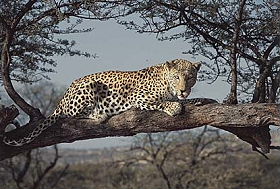 Exp&eacute;dition en Afrique - Tour de l'Afrique Australe - Afrique du Sud, Botswana, Chutes Victoria, Zambie, safari en cano&eacute; sur le Zamb&egrave;ze, Malawi, Mozambique, Parc Kruger - voyage safari d'aventure en camping sous tente et en camion 4x4 - Absolu Voyages