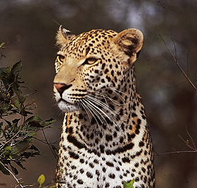Exp&eacute;dition en Afrique de l'Est - Circuit safari en Tanzanie et au Kenya - Parcs du Lac Naivasha, Lac Nakuru, Masai Mara, Lac Victoria, Serengeti, Ngorongoro, et deux nuits dans un village Masai - Voyage d'aventure sous la tente - Absolu Voyages