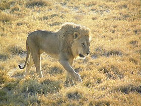 Exp&eacute;dition en Afrique - Aventure Sauvage en Afrique Australe - Afrique du Sud, Namibie, Botswana, Chutes Victoria, Zimbabwe, safari en cano&eacute; sur l'Orange River et ascension des dunes de Sossusvlei - Safaris dans les r&eacute;serves d'Etosha, Chobe, Delta de l'Okavango, Hwange - voyage safari d'aventure en camping sous tente et en camion 4x4 - Absolu Voyages
