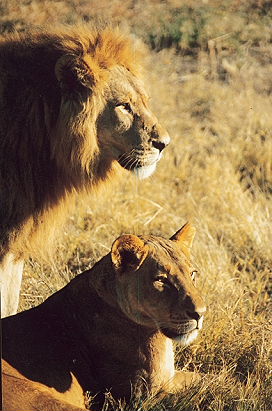 Exp&eacute;dition en Afrique de l'Est - Circuit safari en Tanzanie et au Kenya - Parcs du Lac Naivasha, Lac Nakuru, Masai Mara, Lac Victoria, Serengeti, Ngorongoro, et deux nuits dans un village Masai - Voyage d'aventure sous la tente - Absolu Voyages