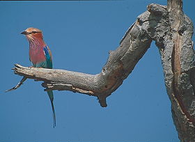 Exp&eacute;dition transafricaine, voyage - safari d'aventure de Johannesbourg &agrave; Nairobi, &agrave; travers l'Afrique du Sud, le Zimbabwe (ou le Botswana), les Chutes Victoria, la Zambie, safari en cano&eacute; sur le Zamb&egrave;ze, le Malawi, la Tanzanie, Zanzibar et le Kenya - Absolu Voyages
