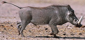 Exp&eacute;dition transafricaine, voyage - safari d'aventure de Johannesbourg &agrave; Nairobi, &agrave; travers l'Afrique du Sud, le Zimbabwe (ou le Botswana), les Chutes Victoria, la Zambie, safari en cano&eacute; sur le Zamb&egrave;ze, le Malawi, la Tanzanie, Zanzibar et le Kenya - Absolu Voyages