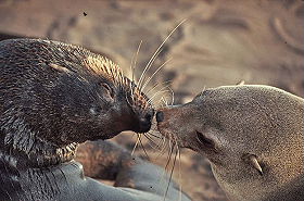 Exp&eacute;dition en Afrique - Aventure Sauvage en Afrique Australe - Afrique du Sud, Namibie, Botswana, Chutes Victoria, Zimbabwe, safari en cano&eacute; sur l'Orange River et ascension des dunes de Sossusvlei - Safaris dans les r&eacute;serves d'Etosha, Chobe, Delta de l'Okavango, Hwange - voyage safari d'aventure en camping sous tente et en camion 4x4 - Absolu Voyages