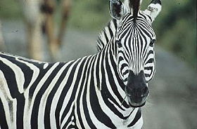 Voyage d'aventure safari et plages en Afrique du Sud et au Mozambique - Safaris dans le Parc Kruger, dans la r&eacute;serve de Balule, dans le Transfrontier Peace Park, dans les r&eacute;serve de Zinave et Banhine ainsi que dans la r&eacute;serve d'&eacute;l&eacute;phants de Maputo - Absolu Voyages