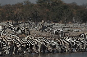 Exp&eacute;dition en Afrique - Aventure Sauvage en Afrique Australe - Afrique du Sud, Namibie, Botswana, Chutes Victoria, Zimbabwe, safari en cano&eacute; sur l'Orange River et ascension des dunes de Sossusvlei - Safaris dans les r&eacute;serves d'Etosha, Chobe, Delta de l'Okavango, Hwange - voyage safari d'aventure en camping sous tente et en camion 4x4 - Absolu Voyages